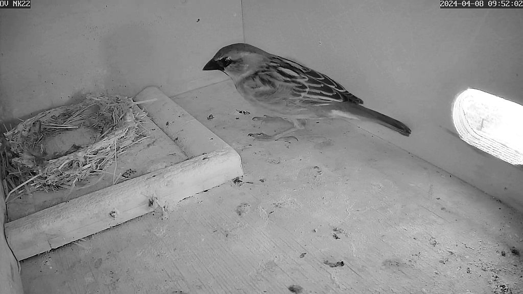 Spatz